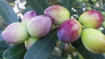 باحثة: تصنيف الزيتون صنف شملالي تطاوين الأفضل قيمة غذائية عالميا باحثة: تصنيف الزيتون صنف شملالي تطاوين الأفضل قيمة غذائية عالميا