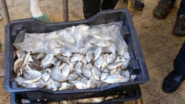 بلدية صفاقس تحجز 130 كلغ من الأسماك غير الصالحة للاستهلاك بلدية صفاقس تحجز 130 كلغ من الأسماك غير الصالحة للاستهلاك