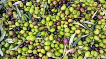 تقدم موسم جني الزيتون