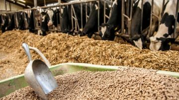 الديوان الوطني للأعلاف يحدد سعر بيع الذرة العلفية وإجراءات التزود