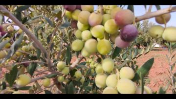 باحثة: تصنيف الزيتون صنف شملالي تطاوين الأفضل قيمة غذائية عالميا باحثة: تصنيف الزيتون صنف شملالي تطاوين الأفضل قيمة غذائية عالميا