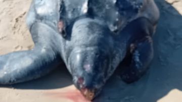 المحرس: العثور على سلحفاة بحرية عملاقة نافقة بشاطئ الشفار المحرس: العثور على سلحفاة بحرية عملاقة نافقة بشاطئ الشفار