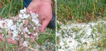 سليانة مرصد الطقس و المناخ: أضرار فلاحية كبرى جراء التساقط الكثيف للتبروري سليانة مرصد الطقس و المناخ: أضرار فلاحية كبرى جراء التساقط الكثيف للتبروري