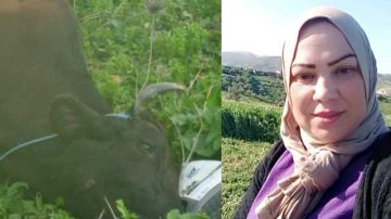 مربو الأبقار بغزالة يشتكون من انتشار مرض الحمى القلاعية مربو الأبقار بغزالة يشتكون من انتشار مرض الحمى القلاعية