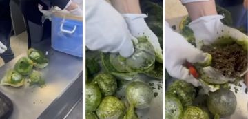 الديوانة التونسية بمطار تونس قرطاج تحبط محاولة تهريب كمية من مادة الماربخوانا المخدرة