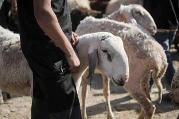 تونس.. سور المنستير ينزف دم خروف ويتوارى خلف البيوت الشاهقة (صور)