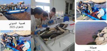 بلاغ وزاري حول ظاهرة تكاثر الطحالب المجهرية (بلوم)