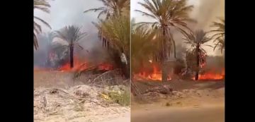 قبلي: السيطرة على حريق بواحة الفوار و تسجيل أضرار كبيرة في صابة التمور (فيديو) قبلي: السيطرة على حريق بواحة الفوار و تسجيل أضرار كبيرة في صابة التمور (فيديو)