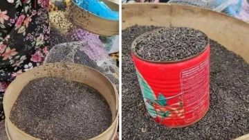 نابل..تتراوح بين 55 و65 دينارا للكلغ.. أسعـار الزقوقو تمارس القفز العالي نابل..تتراوح بين 55 و65 دينارا للكلغ.. أسعـار الزقوقو تمارس القفز العالي