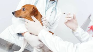 باجة: تلقيح 9 الاف حيوان ضد داء الكلب فى خيمات بيطرية مفتوحة باجة: تلقيح 9 الاف حيوان ضد داء الكلب فى خيمات بيطرية مفتوحة