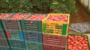 رئيس الجمهورية اعتبر الفلاحة جزء من الأمن القومي: هل يستجيب صندوق النهوض بالصادرات لحماية صغار الفلاحين؟