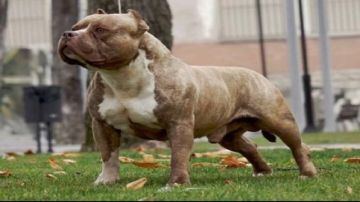 ألمانيا.. كلب من فصيلة البولدوغ الأمريكي يمزق صاحبه حتى الموت