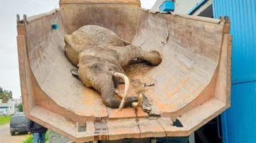 بلدية تونس تنفي فرضية الإهمال في نفوق فيلة البلفيدير بايبي بلدية تونس تنفي فرضية الإهمال في نفوق فيلة البلفيدير بايبي