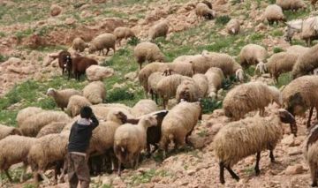 وزارة الفلاحة: بلاغ تحسيسي لفائدة مربي الماشية