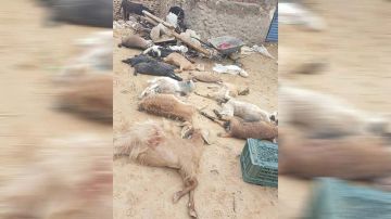 حزوة: نفوق 12 راسا من الأغنام بسبب الأمطار