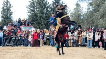 حين يتحول جني الزيتون إلى عرس جماعي: الحنشة تحتفي بالأرض والذاكرة