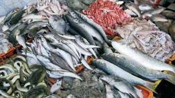 تقلص فائض الميزان التجاري لمنتوجات الصيد البحري في نوفمبر 2025 تقلص فائض الميزان التجاري لمنتوجات الصيد البحري في نوفمبر 2025