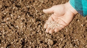 الكاف: تقدم انجاز موسم البذر للزراعات الكبرى بنسبة 90 بالمائة