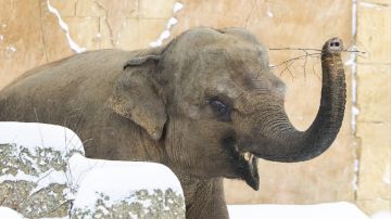 فيل يقتل 22 شخصا بسبب ارتفاع هرمون الذكورة 