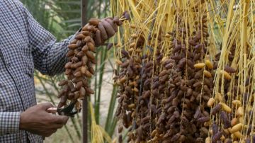 صابة قياسية من التمور تتجاوز 400 ألف طن