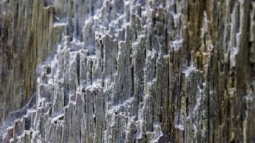 اكتشاف كائن غريب منقرض يربك العلماء ويثير دهشتهم