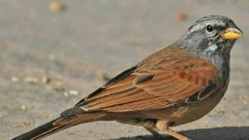 طائر بو حبيبي .. عشير وصوت الخير الذي لا يخطئه بيت في الجريد طائر بو حبيبي .. عشير وصوت الخير الذي لا يخطئه بيت في الجريد