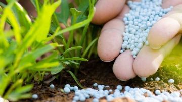 جندوبة: مزارعو الحبوب والأشجار المثمرة يطالبون بتوفير مادة الأمونيتر