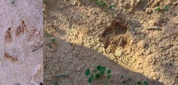 قابس معاينة آثار حيوان غريب في الزركين