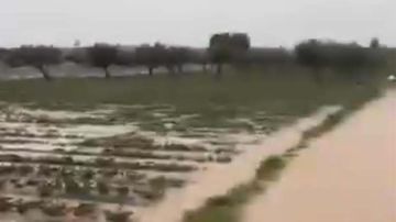 قربة: الفيضانات تتلف أغلب حقول الفراولة وتهدد إنتاج وطني استراتيجي