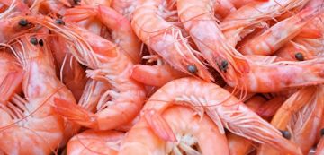 إيطاليا تدعو مورديها إلى تعليق شراء الcrevettes التونسية إلى نهاية سنة 2026 إيطاليا تدعو مورديها إلى تعليق شراء الcrevettes التونسية إلى نهاية سنة 2026