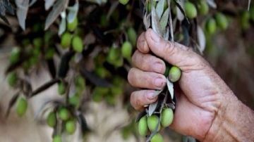 قفصة.. انطلاق موسم جني الزيتون وسط تقديرات بصابة تناهز حوالي 1.95 مليون طن قفصة.. انطلاق موسم جني الزيتون وسط تقديرات بصابة تناهز حوالي 1.95 مليون طن