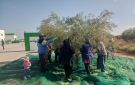 انطلاق موسم جني الزيتون بسيدي بوزيد
