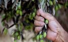 قفصة.. انطلاق موسم جني الزيتون وسط تقديرات بصابة تناهز حوالي 1.95 مليون طن