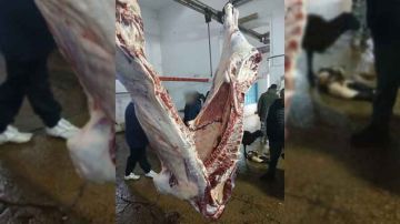 منزل بورقيبة ... عجل مصاب بالسل بالمسلخ البلدي منزل بورقيبة ... عجل مصاب بالسل بالمسلخ البلدي