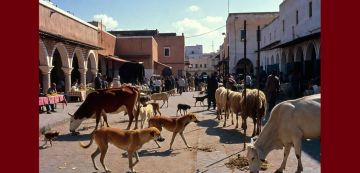 عميد الأطباء البياطرة: أكثر من 60 من الأمراض الجرثومية منقولة من الحيوان