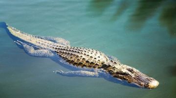 التماسيح تجتاح شوارع دولة إفريقية بعد كارثة طبيعية 