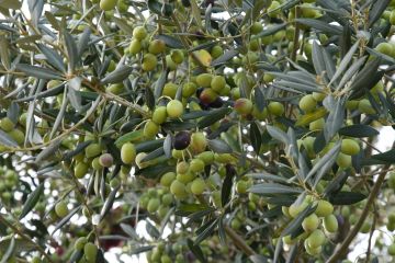 تونس تتصدر موردي زيت الزيتون إلى روسيا