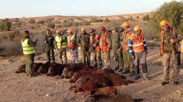 في حملة للمصالح البلدية بمدنين.. القضاء على عدد من الخنازير البرية في حملة للمصالح البلدية بمدنين.. القضاء على عدد من الخنازير البرية