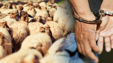 القيروان .. حجز شاحنتين محملتين بـ 26 رأس غنم مسروقة وإيقاف شخصين القيروان .. حجز شاحنتين محملتين بـ 26 رأس غنم مسروقة وإيقاف شخصين