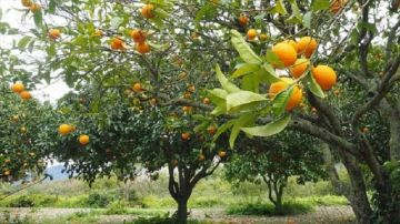 بني خلاد.. أضرار تفوق 25 في صابة القوارص بسبب التقلبات الجوية بني خلاد.. أضرار تفوق 25 في صابة القوارص بسبب التقلبات الجوية