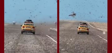 غزو اسراب الجراد اثر تقلبات مناخية و أمطار غير معتادة في المجال الصحراوي، رأي مختص في البيئة غزو اسراب الجراد اثر تقلبات مناخية و أمطار غير معتادة في المجال الصحراوي، رأي مختص في البيئة