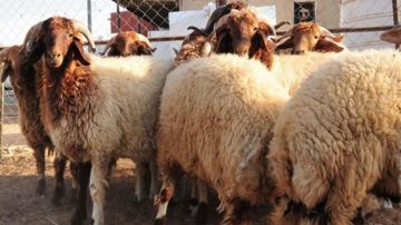 خطة لتوريد عدد من الأضاحي