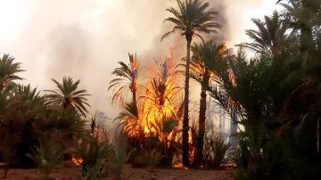 قابس: اندلاع حريق في غابات شط السلام