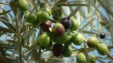 وزارة الفلاحة: تونس الأولى عالميا في إنتاج الزيتون البيولوجي