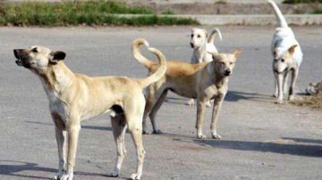 استياء في المحرس بسبب انتشار الكلاب السائبة ودعوات لتدخل عاجل