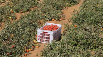 موسم الطماطم بنابل ينطلق ببطء بسبب نقص الأسمدة 