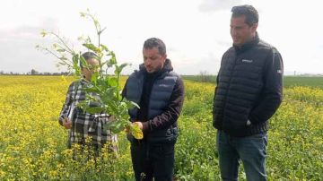 جندوبة: مزارع السلجم الزيتي يهددها الحلزون والدودة البيضاء