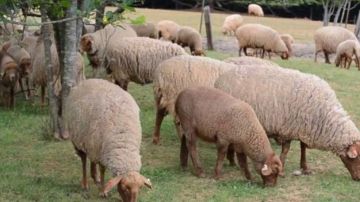 العلا: نفوق 40 رأس غنم بسبب وصفة دواء خاطئة