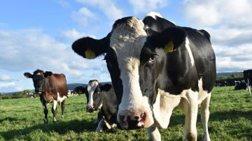 عميد البياطرة: 3500 إصابة بداء السل سنويا في تونس