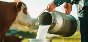 بسبب استهلاك الحليب غير المعقم، الإصابات بالسل تتزايد